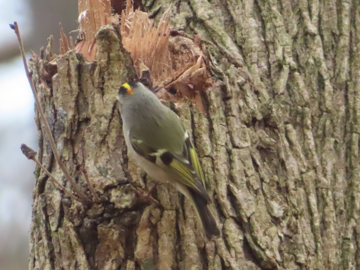 Golden-crowned Kinglet - ML646704896