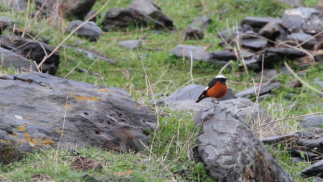 חכלילית אדומת-בטן - ML646704898