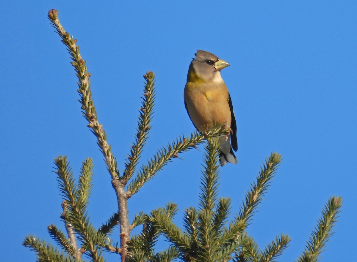 Кіпаль жовтобровий - ML646704899