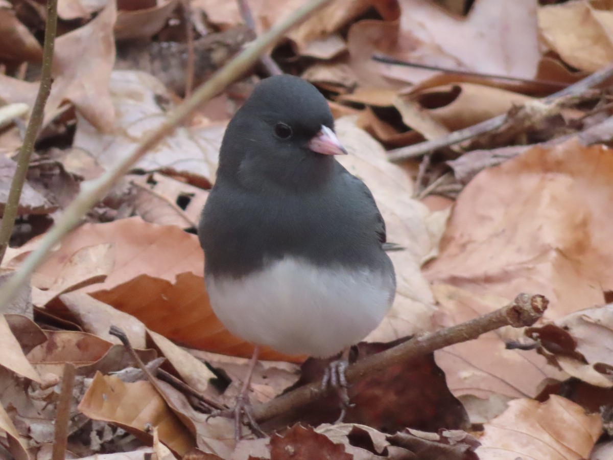Dark-eyed Junco - ML646704900