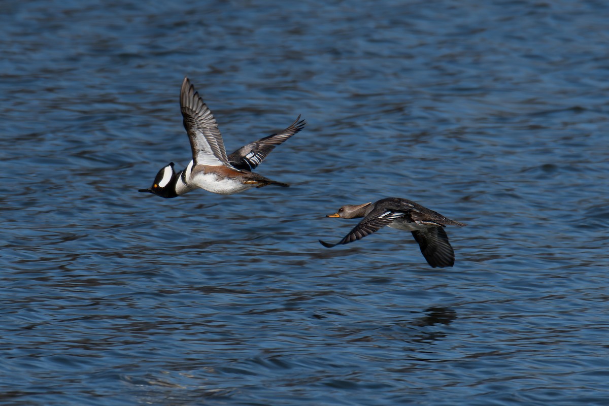 hjelmfiskand - ML646704901