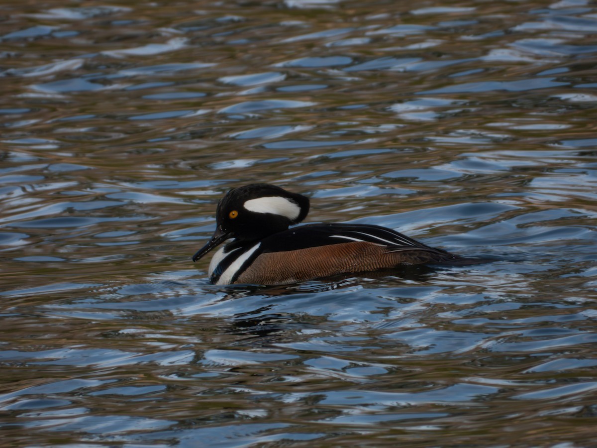 hjelmfiskand - ML646704902