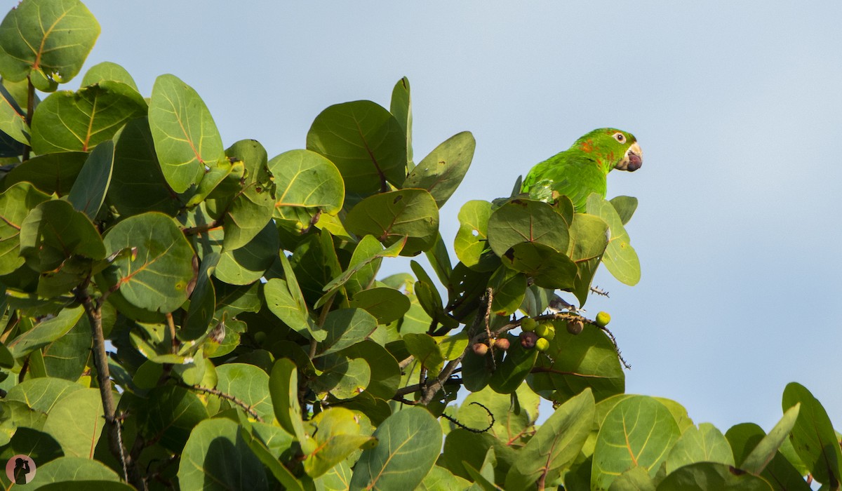 White-eyed Parakeet - ML646704908