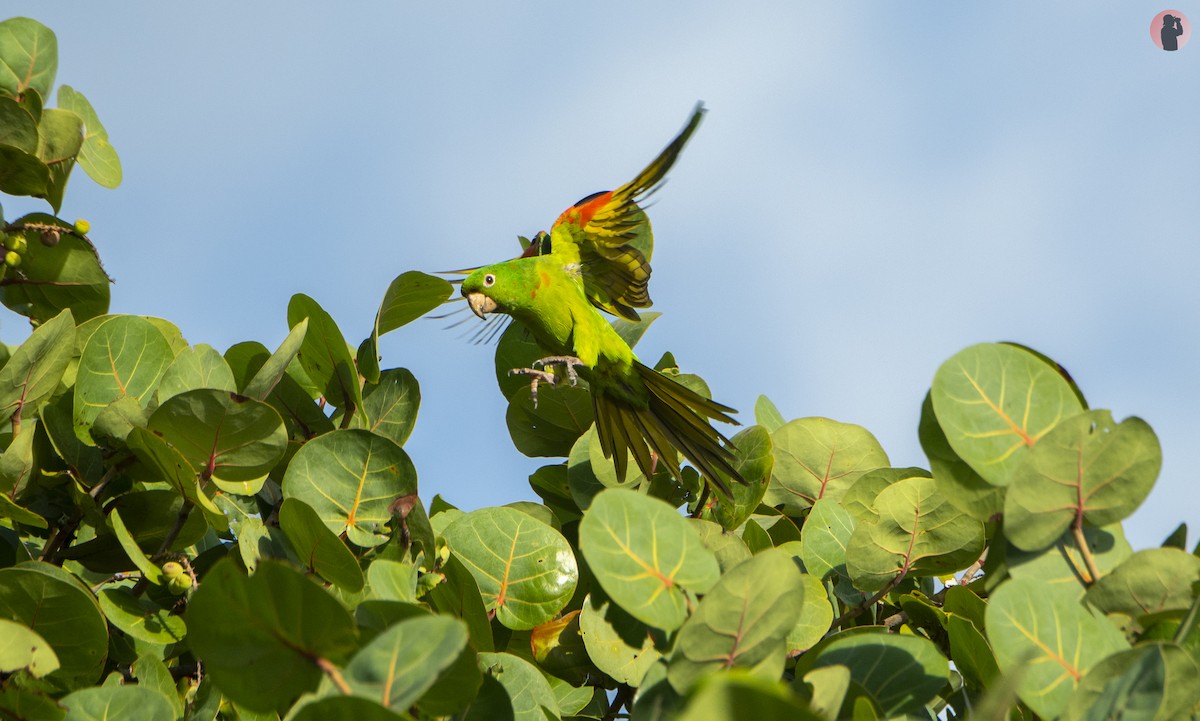 White-eyed Parakeet - ML646704909