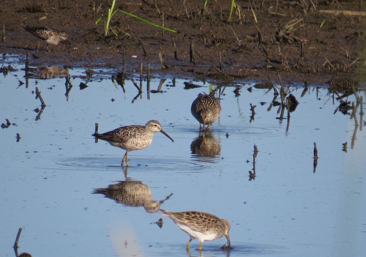 Stilt Sandpiper - ML64670491