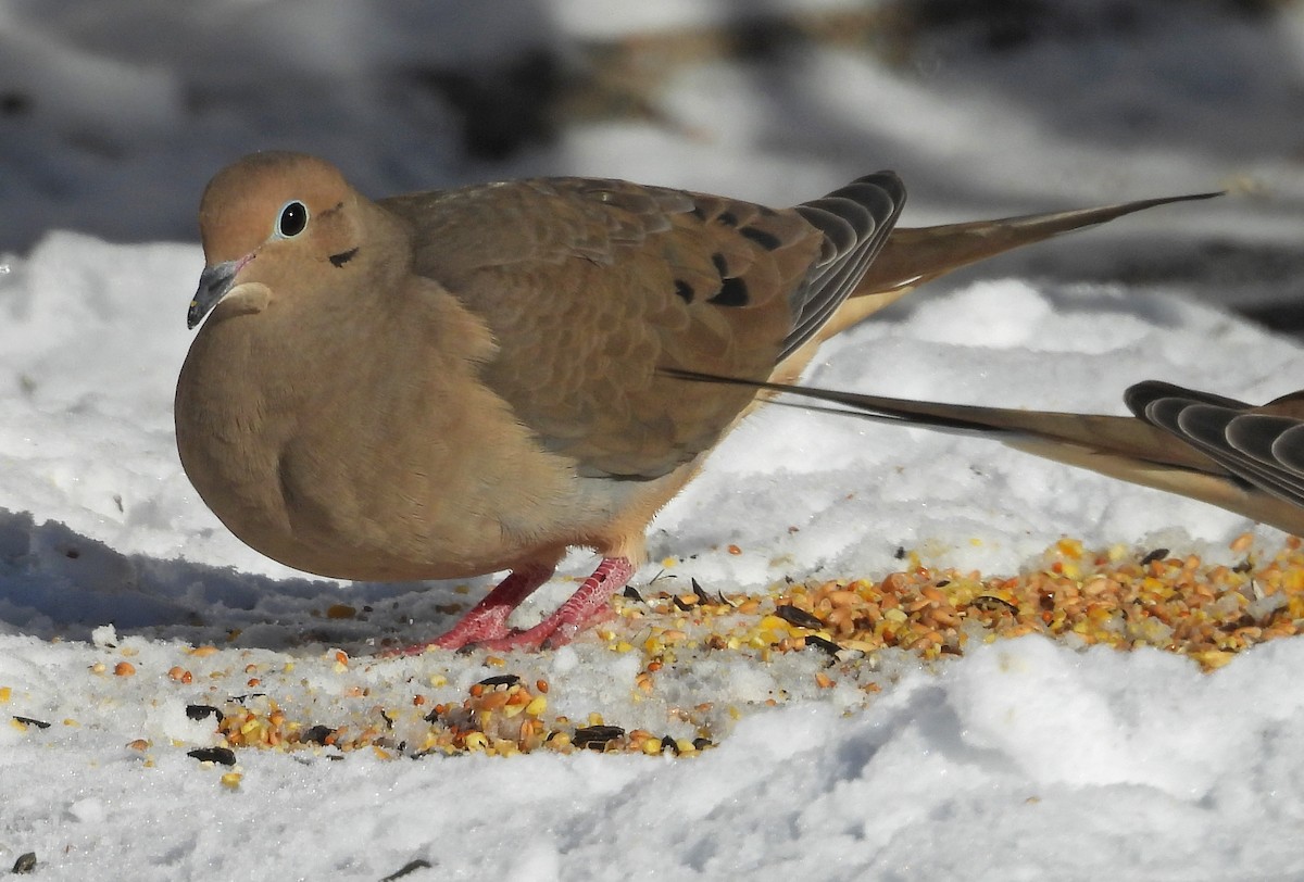 Зенаїда північна - ML646704910