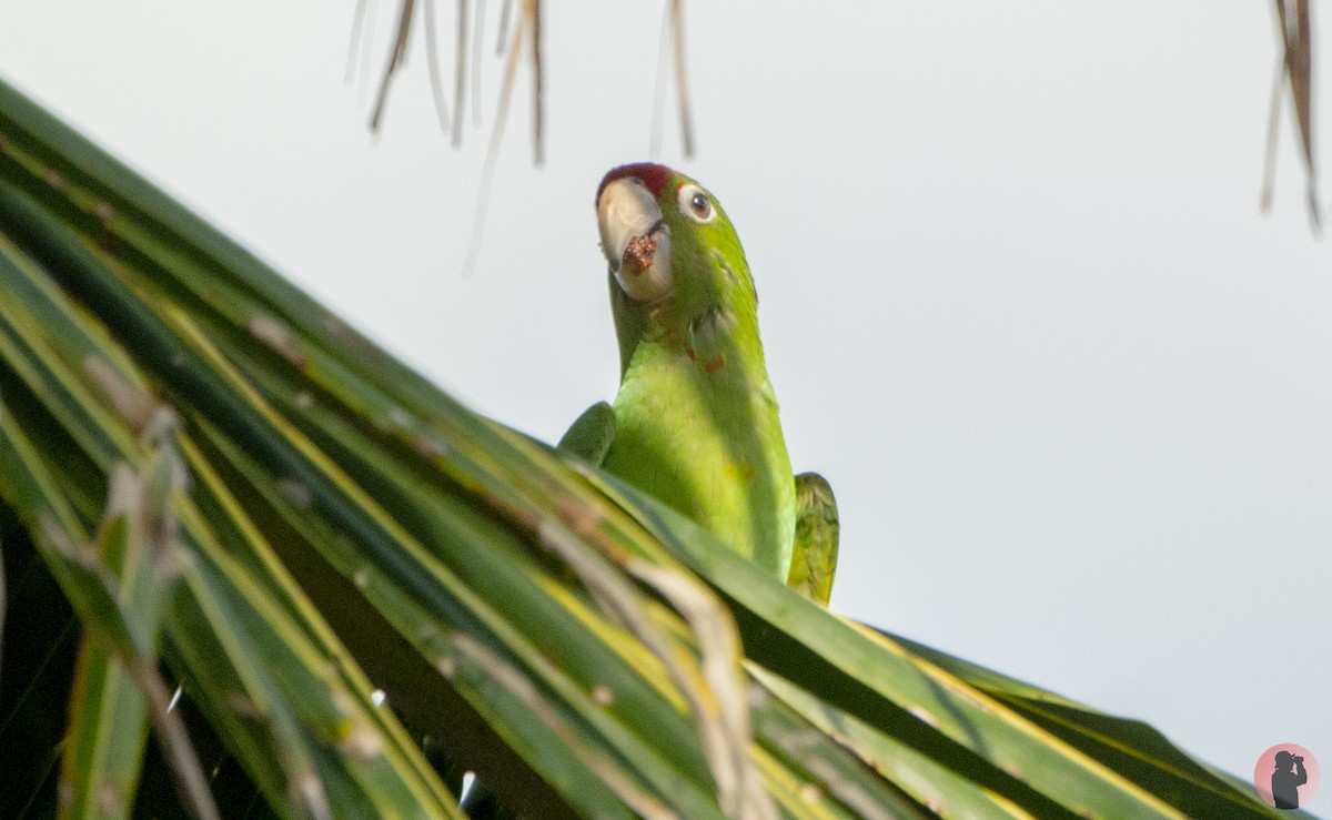 Psittacara sp. - ML646704913