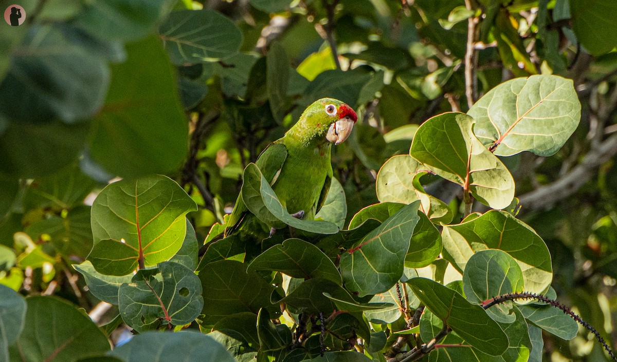 Psittacara sp. - ML646704914