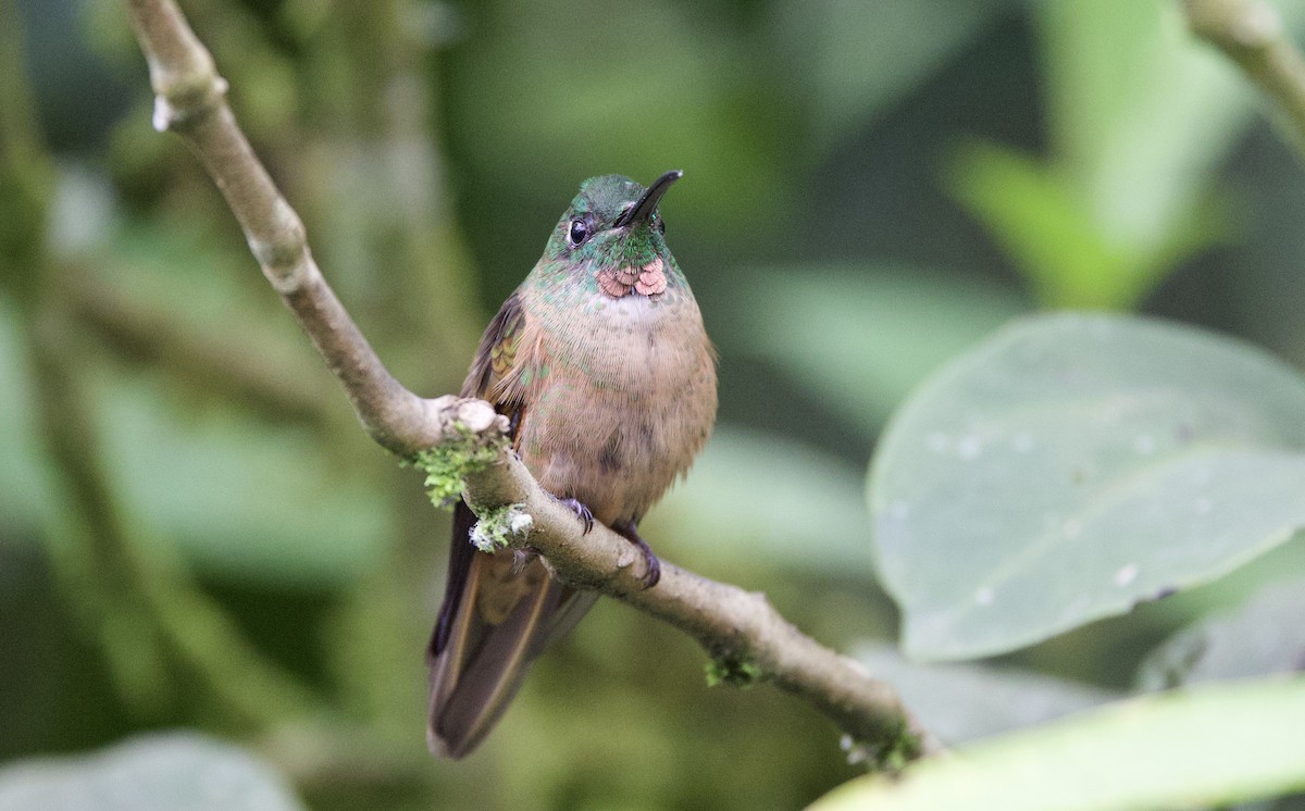 Fawn-breasted Brilliant - ML646704915