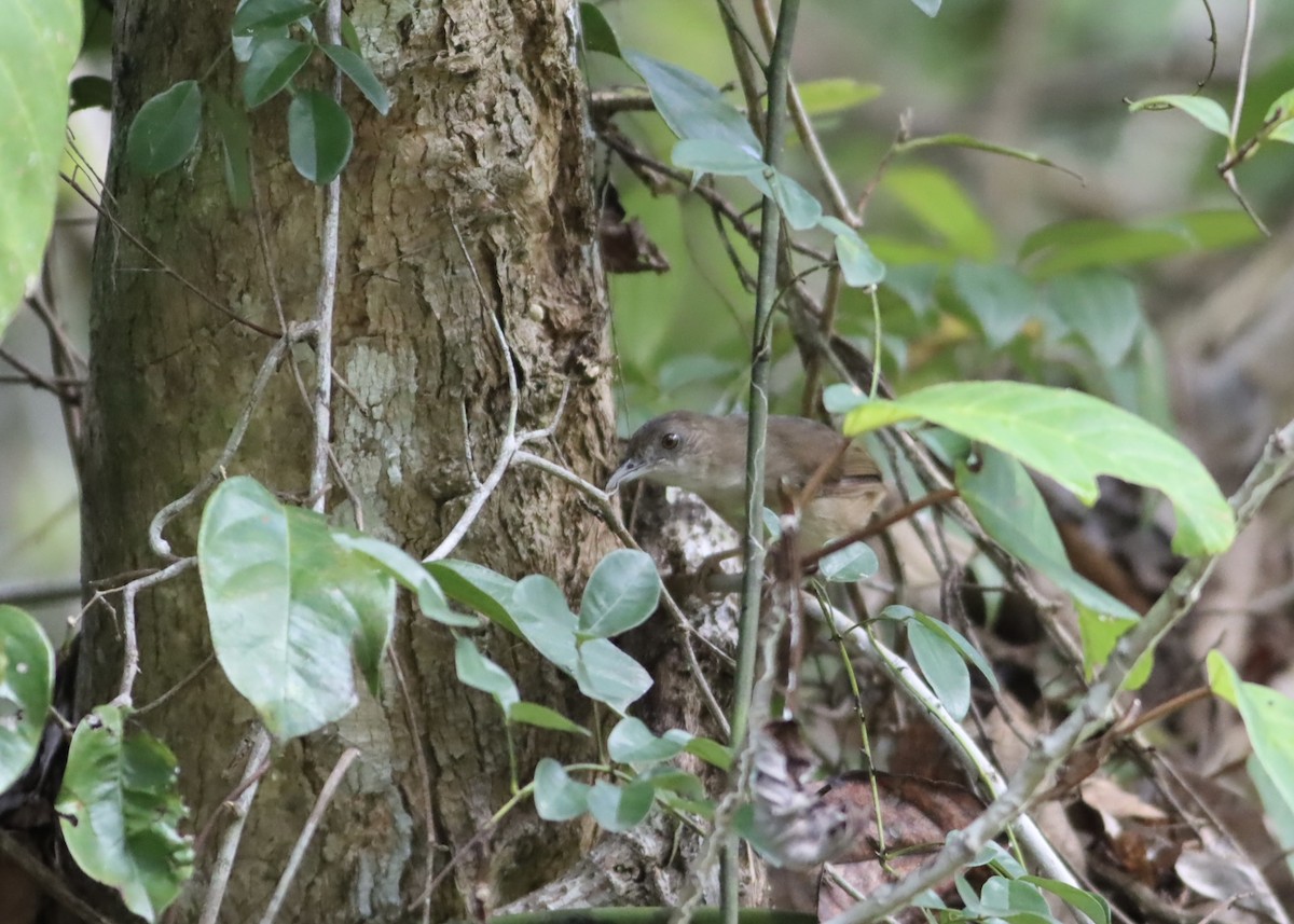 Horsfieldmausdrossling - ML646704917