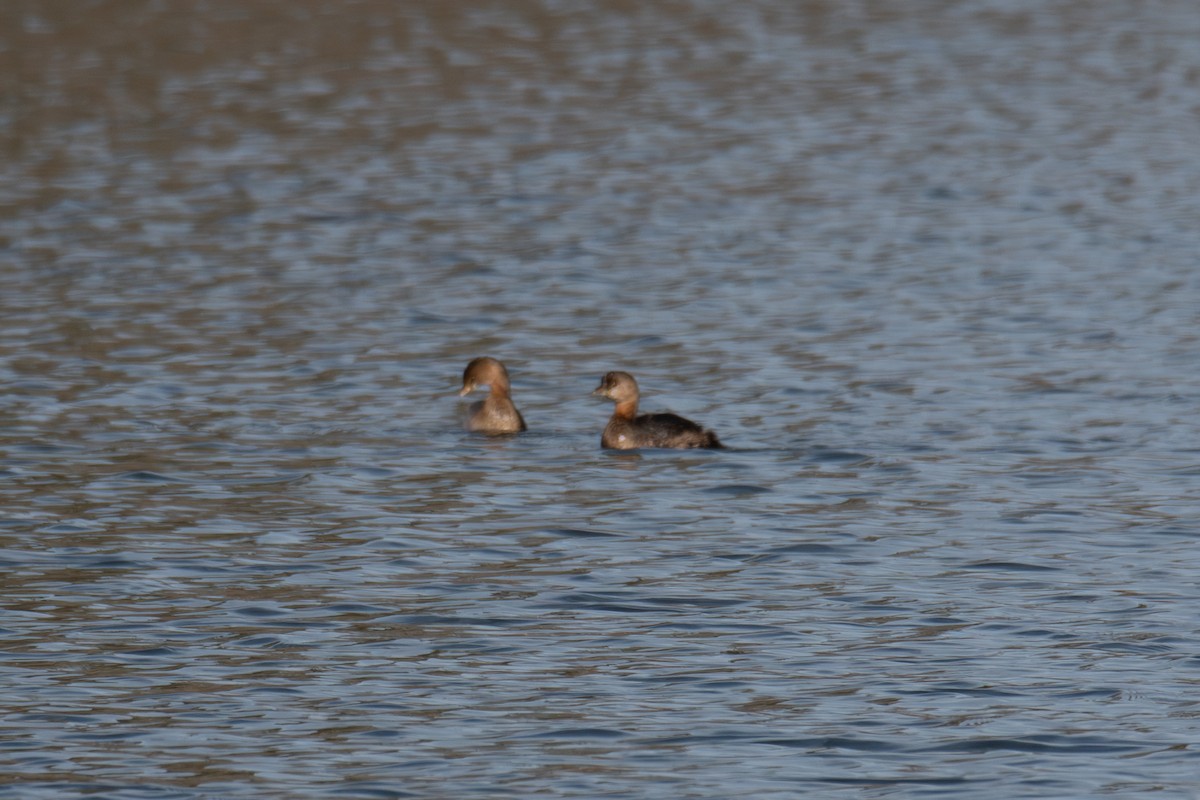 ringnebbdykker - ML646704918