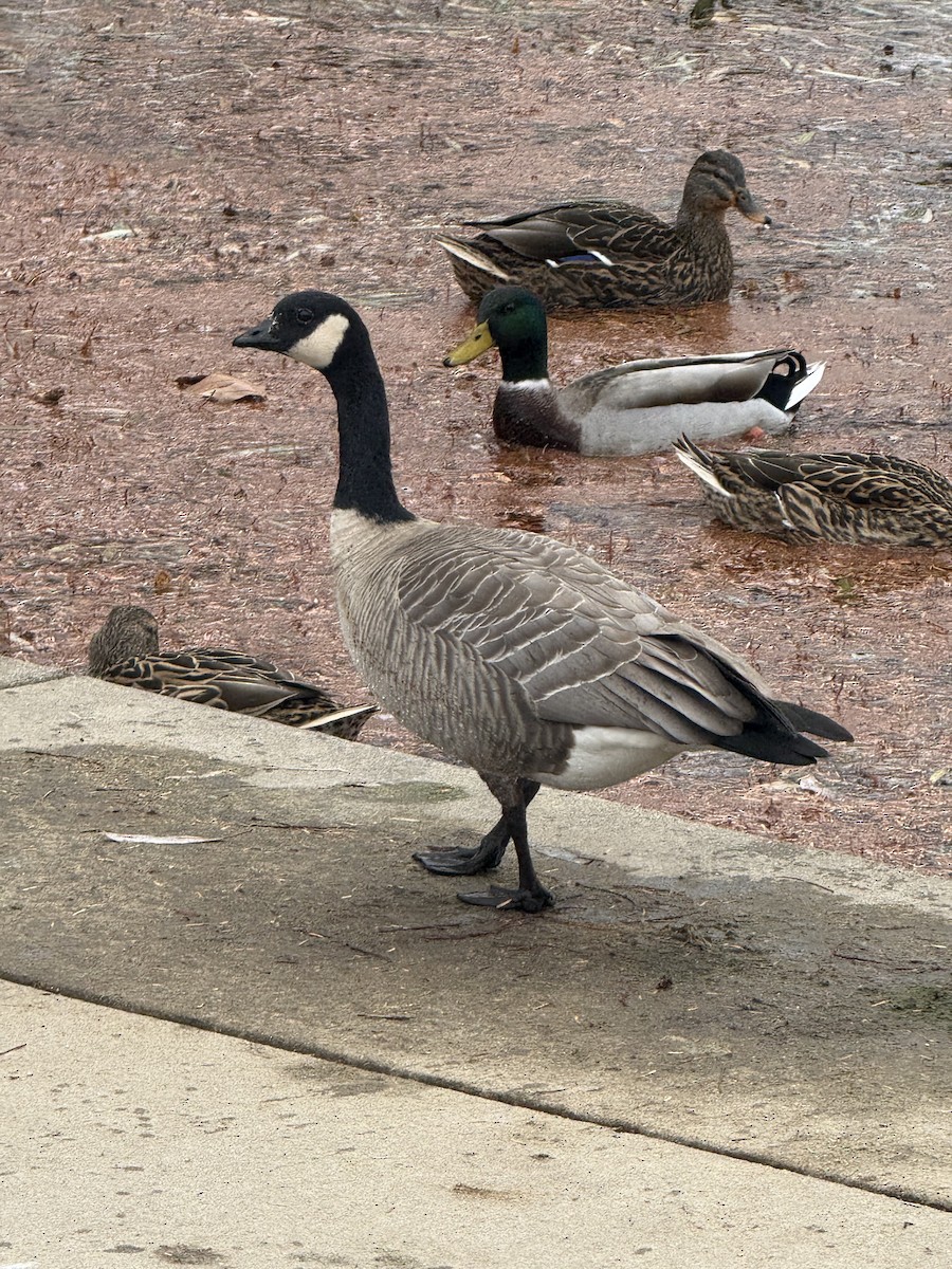 polargås - ML646704919