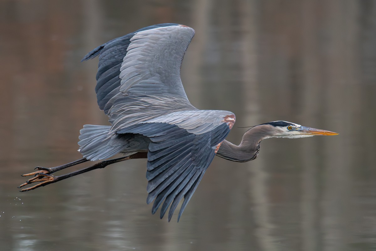 herodiashegre - ML646704921