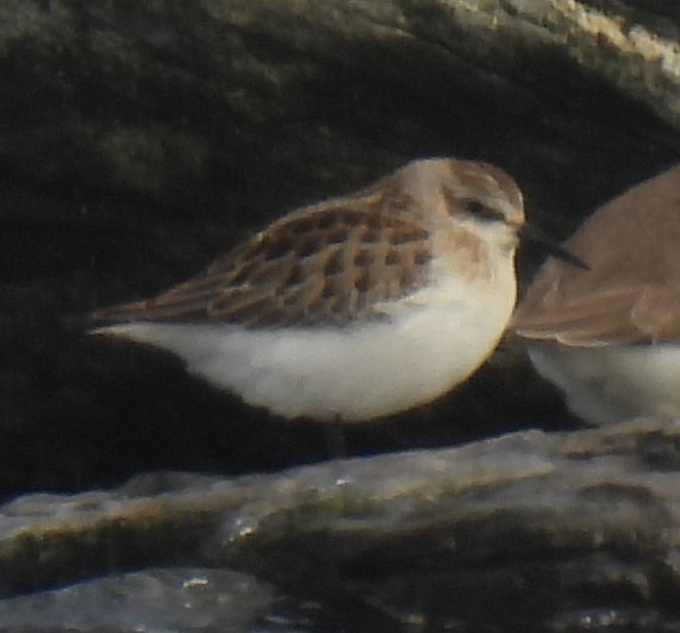 Semipalmated Sandpiper - ML646704922