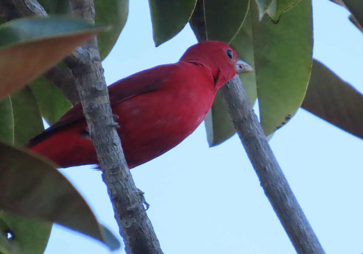 Summer Tanager - ML646704923
