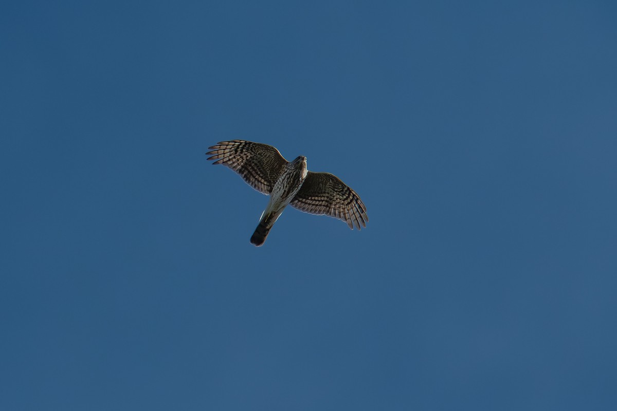 Sharp-shinned Hawk - ML646704924