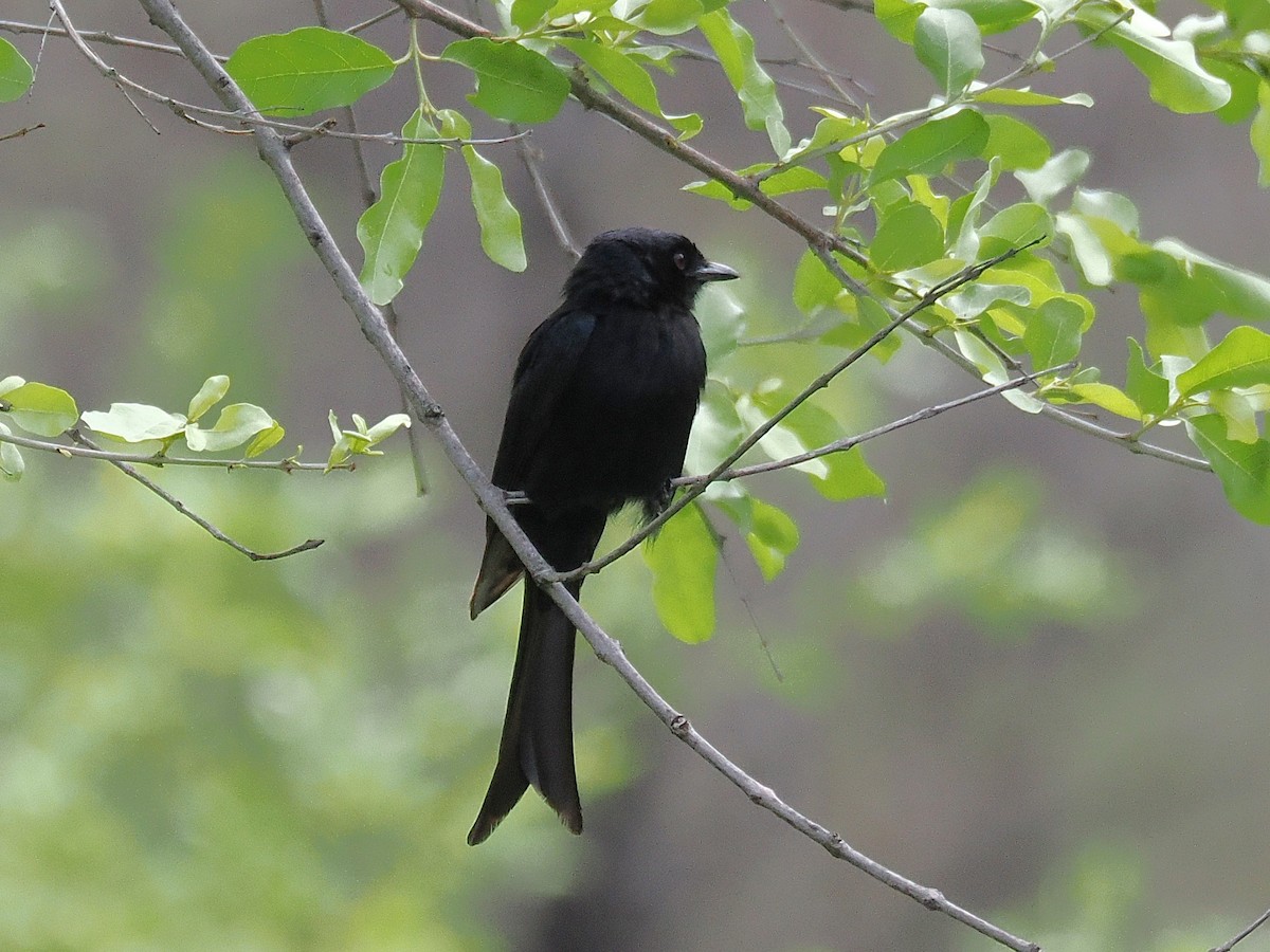 Fork-tailed Drongo - ML646704926