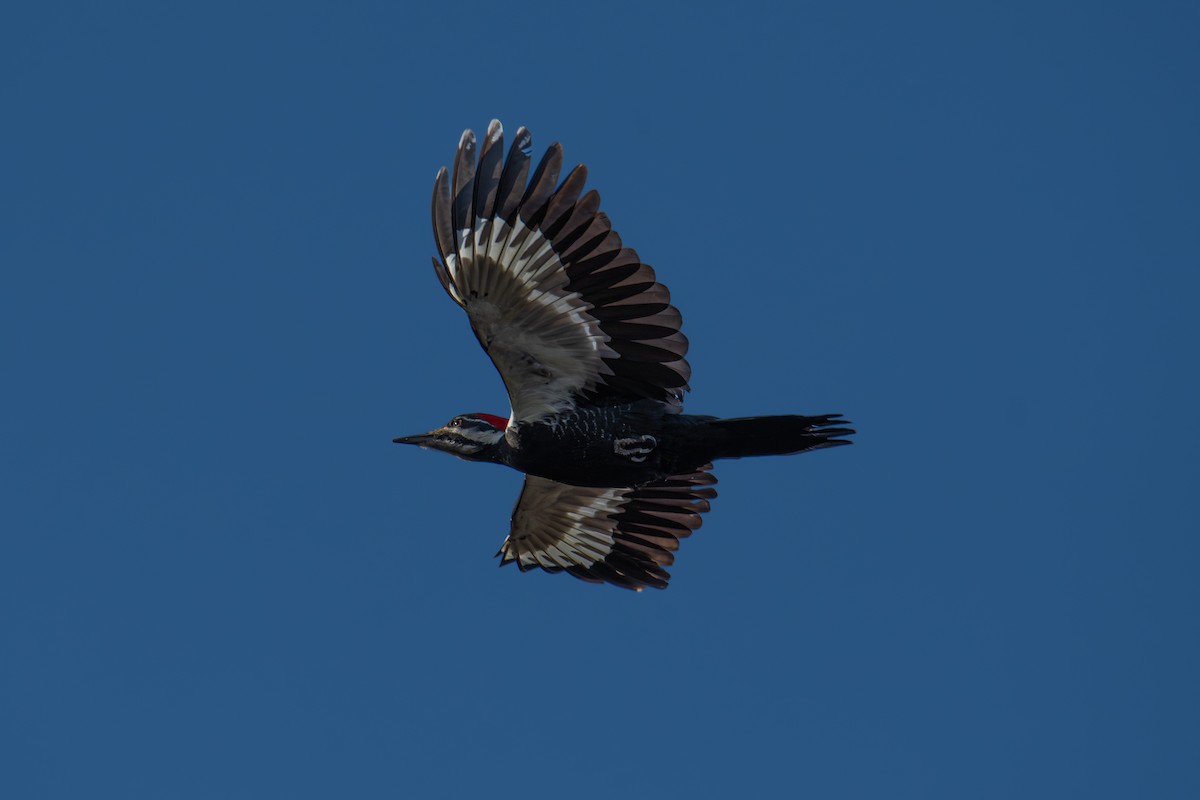 hvitbrynsvartspett - ML646704927