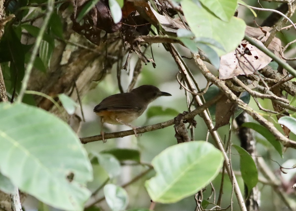 Horsfieldmausdrossling - ML646704928