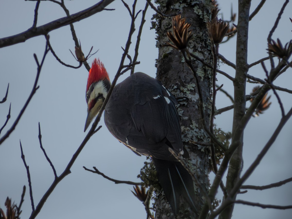 hvitbrynsvartspett - ML646704929