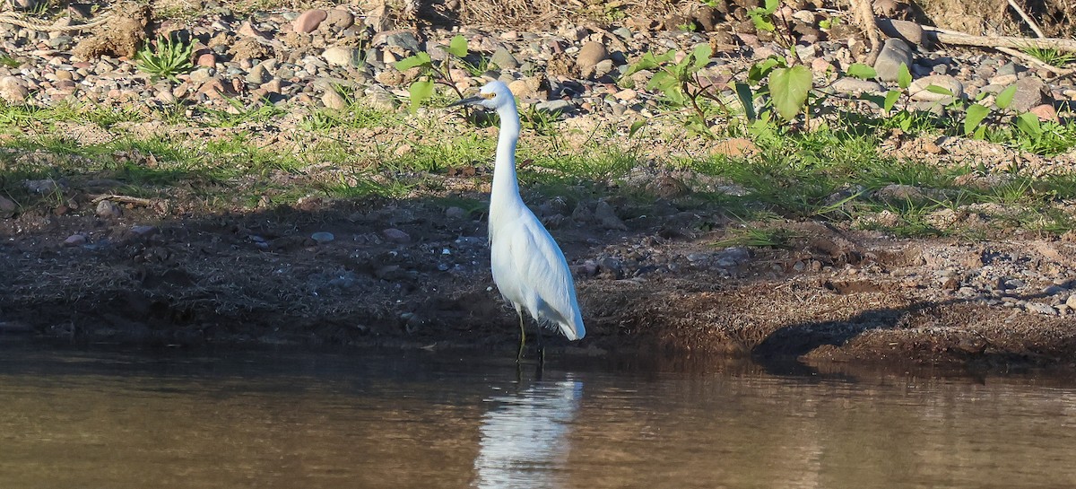 Snowy Egret - ML646704930