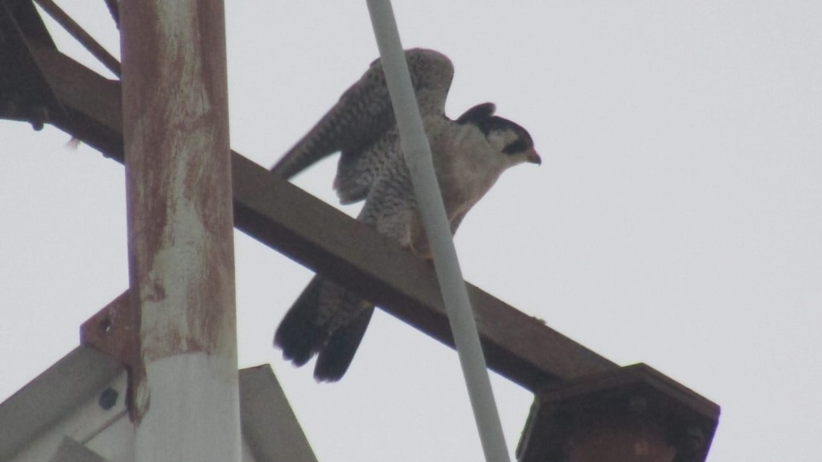 Эгэл шонхор - ML646704931