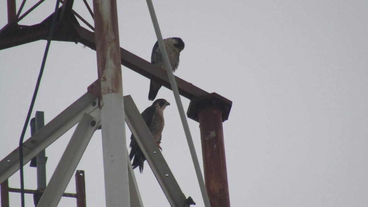 Эгэл шонхор - ML646704933