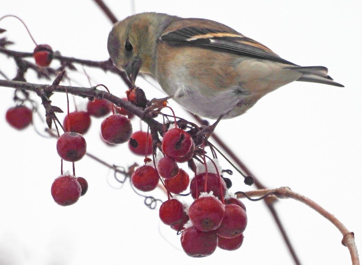Чиж золотий - ML646704934