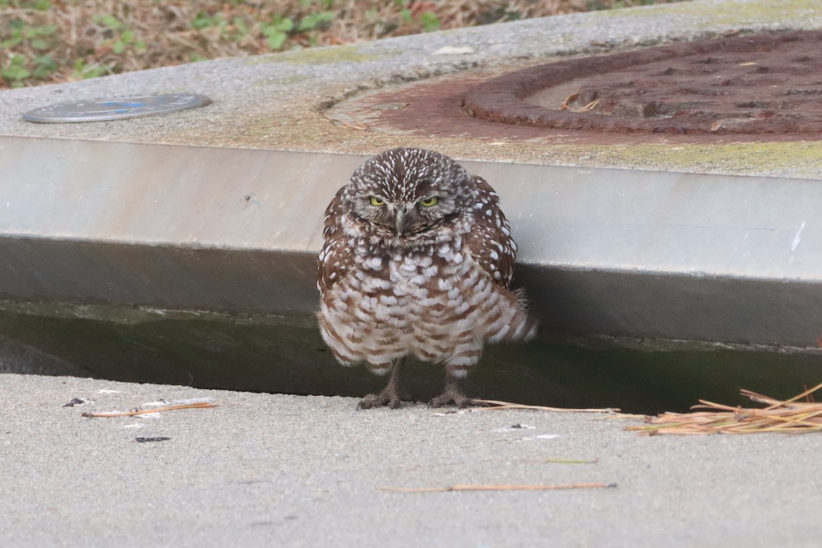 Burrowing Owl (Florida) - ML646704935