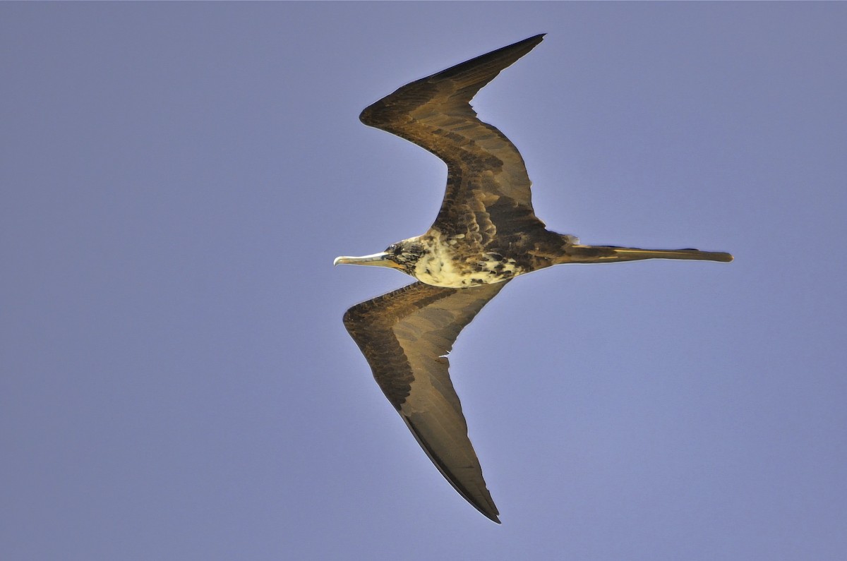 fregatka vznešená - ML646704936