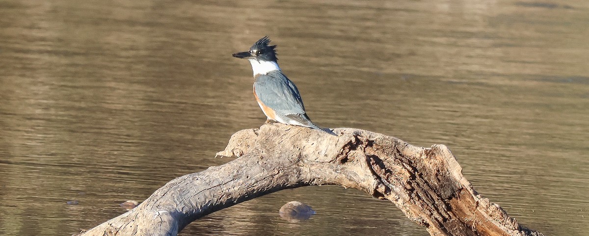 Martin handi iparramerikarra - ML646704938