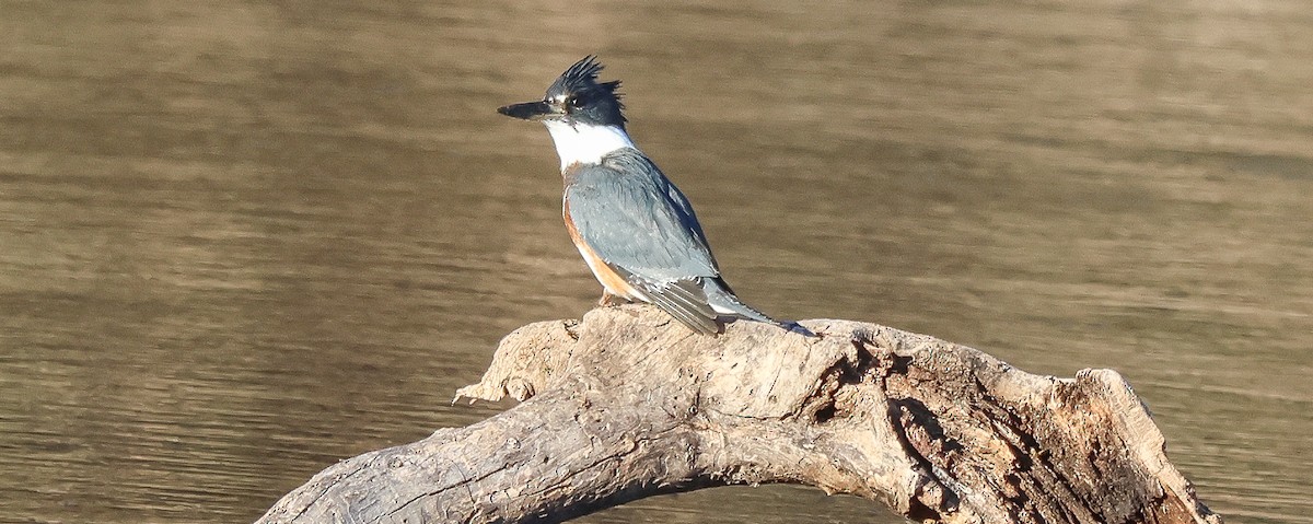 Martin handi iparramerikarra - ML646704939