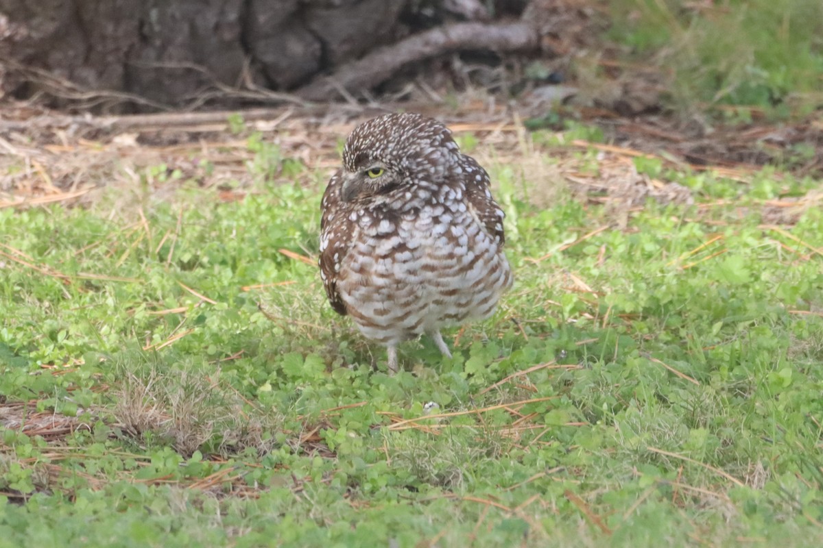 Burrowing Owl (Florida) - ML646704941