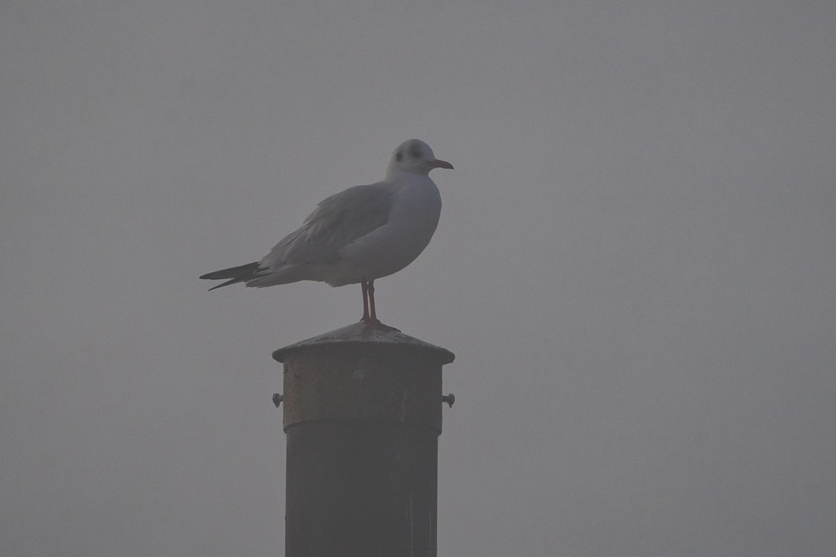 Antxeta mokogorria - ML646704942