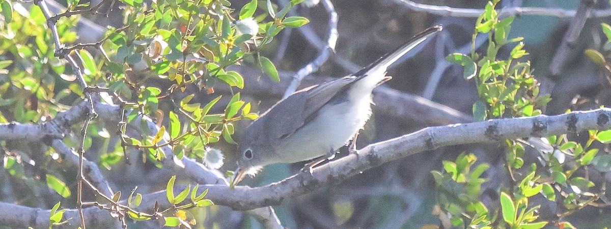 Blue-gray Gnatcatcher - ML646704944