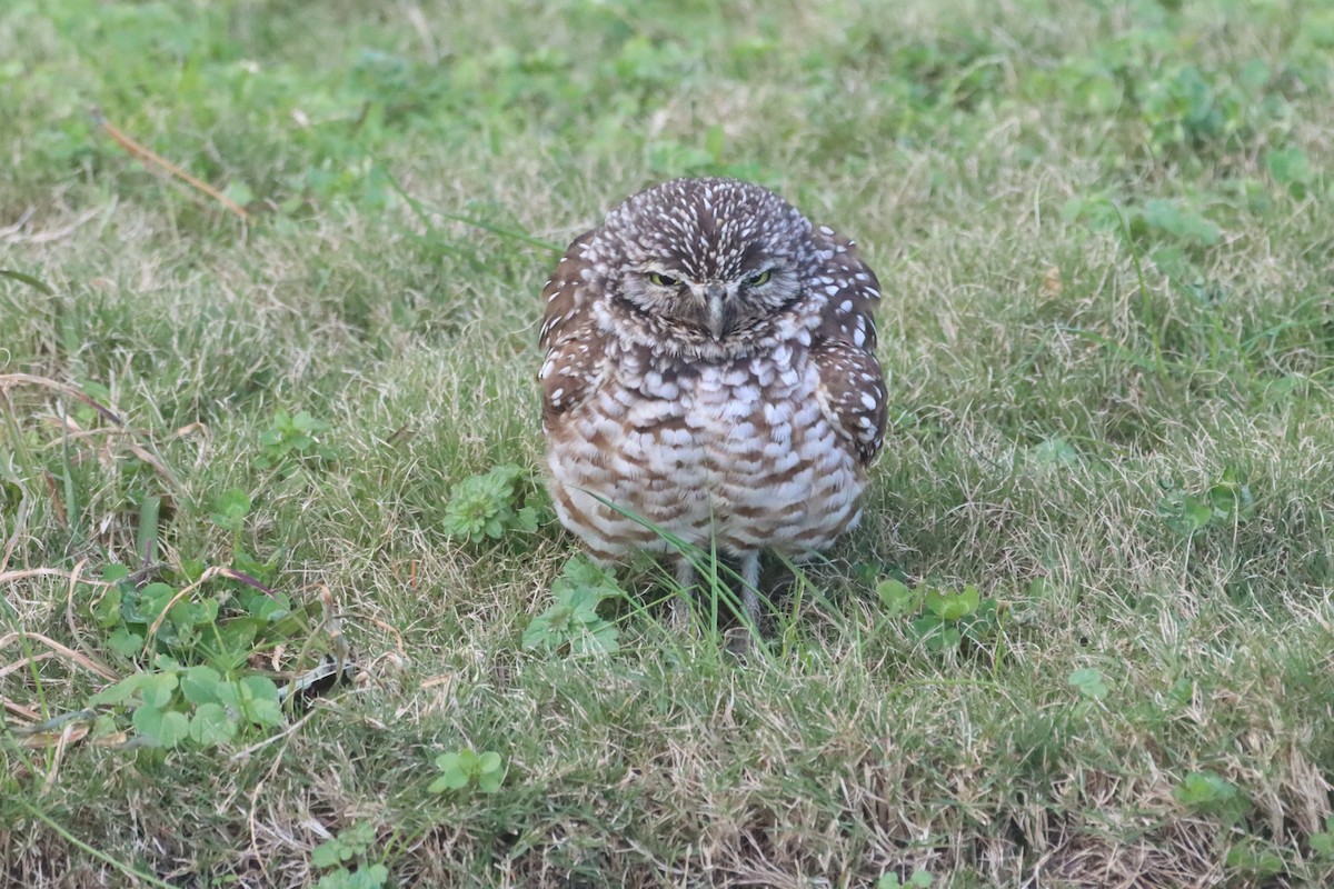 Burrowing Owl (Florida) - ML646704945