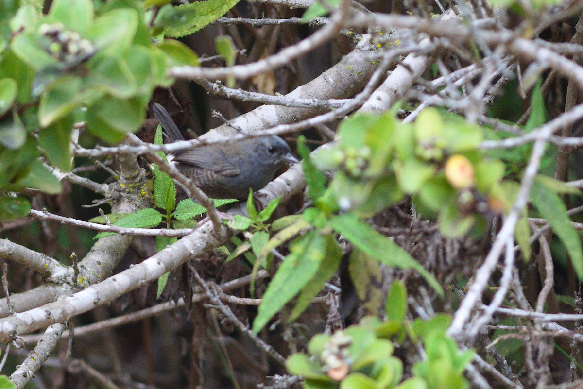 Dusky Tapaculo - ML646704951