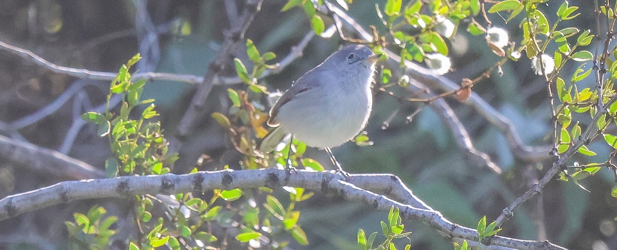 Blue-gray Gnatcatcher - ML646704953