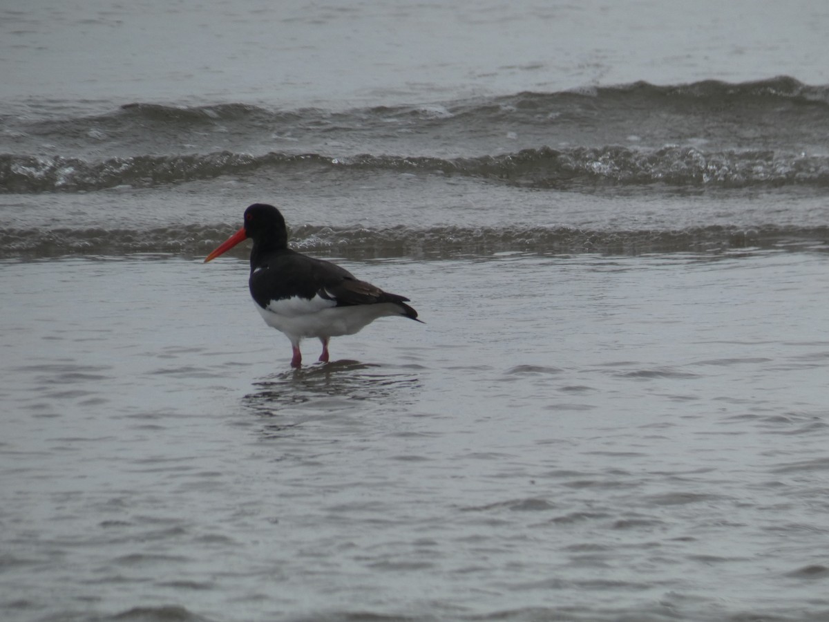 Eurasian Oystercatcher - ML646704954