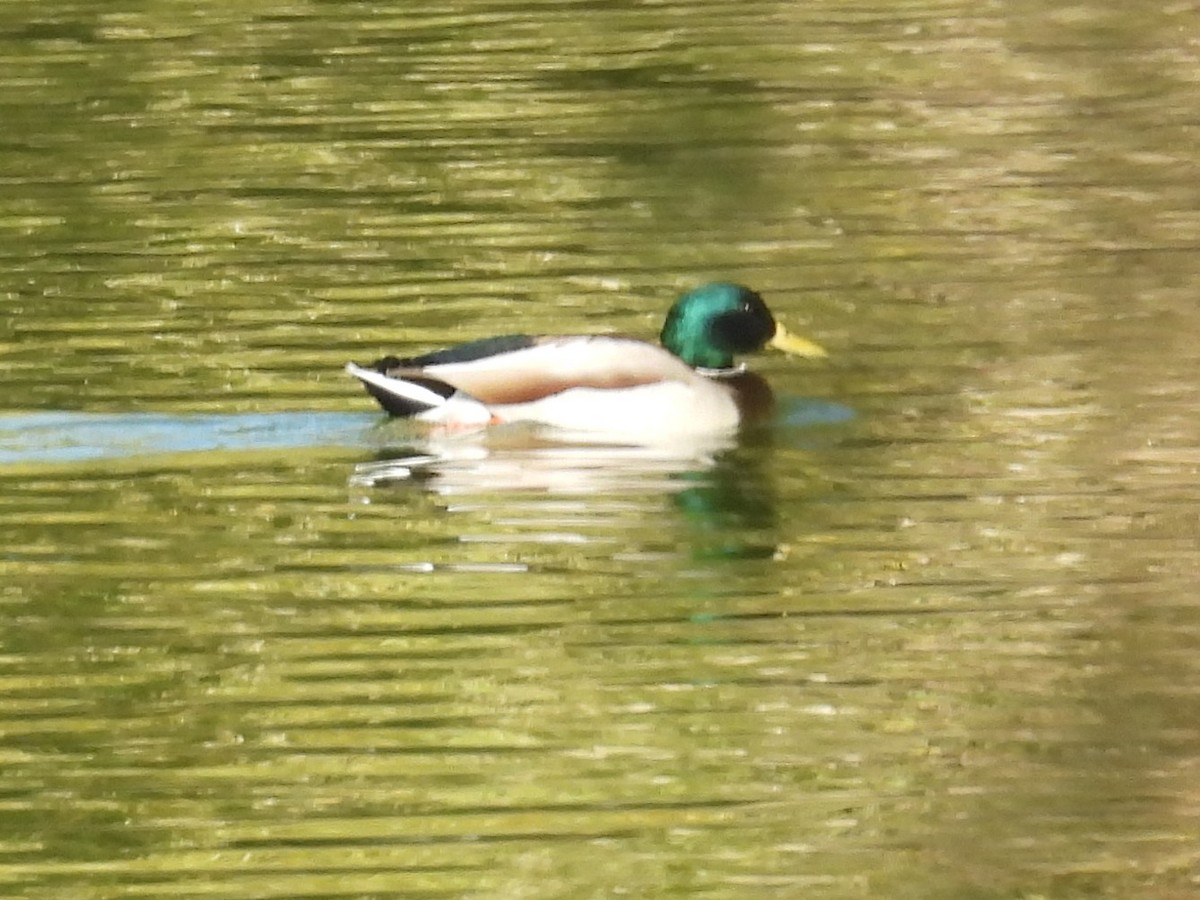 Mallard - ML646704955