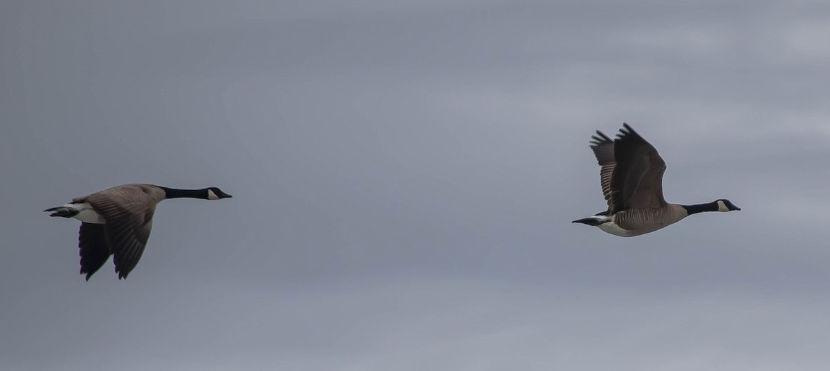 berneška velká - ML646704956