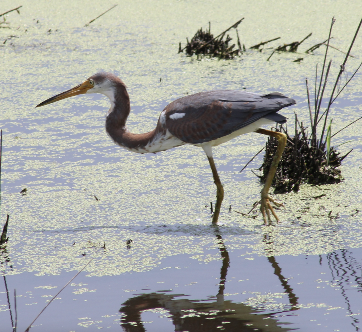 Tricolored Heron - ML646704959