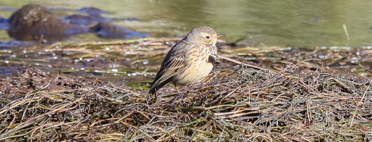 American Pipit - ML646704960