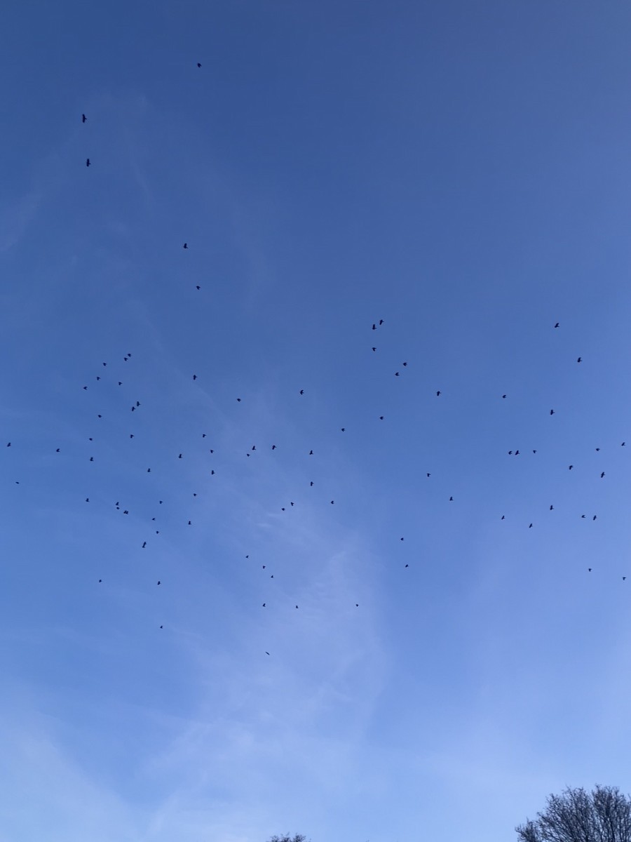 Amerika Kargası - ML646704962