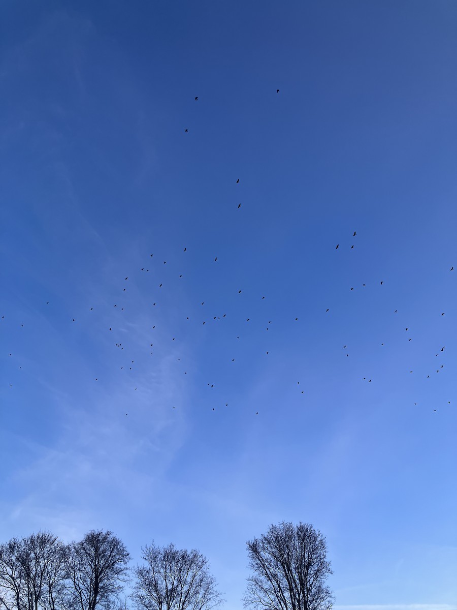 Amerika Kargası - ML646704964