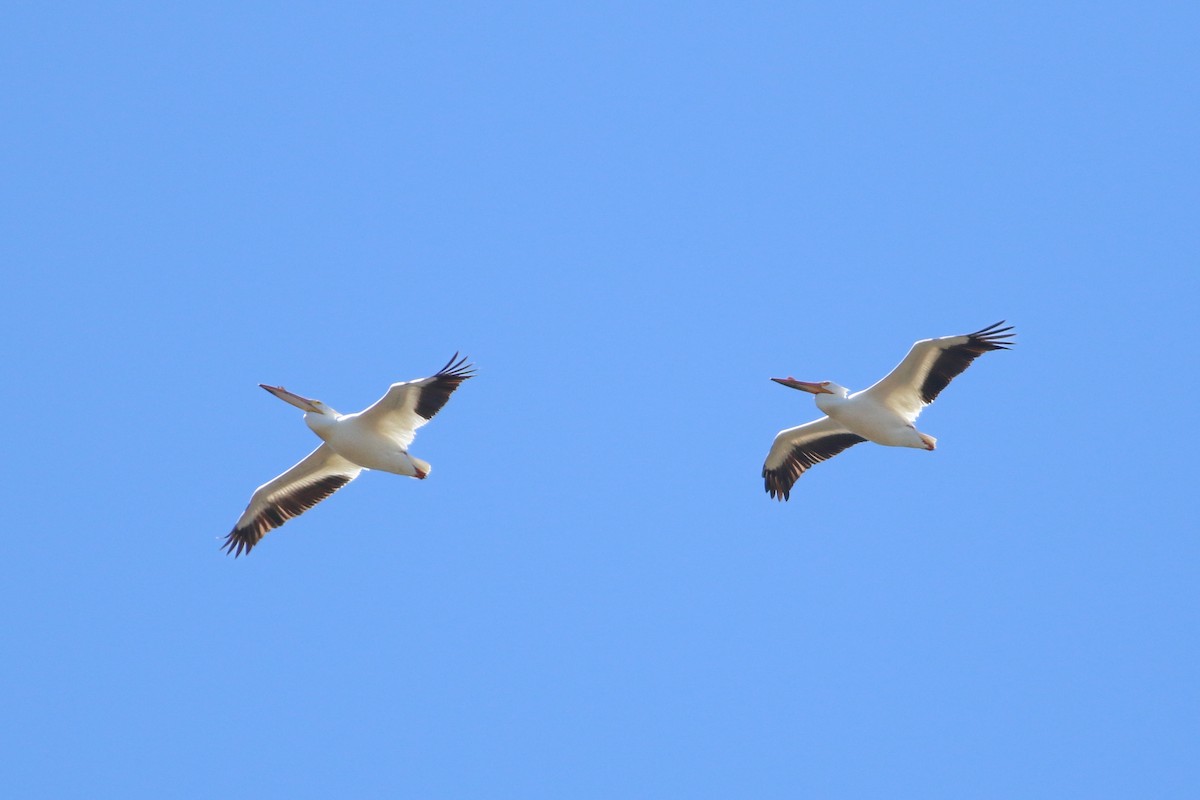 American White Pelican - ML646704969