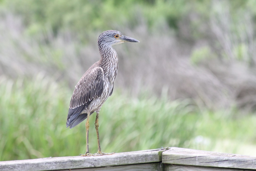 kvakoš žlutočelý - ML646704970