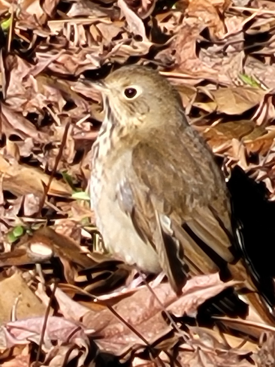 Hermit Thrush - ML646704972