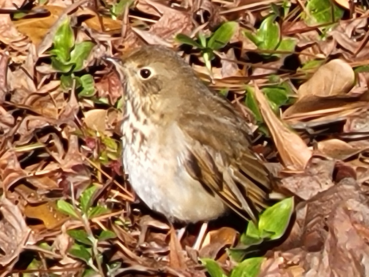 Hermit Thrush - ML646704973