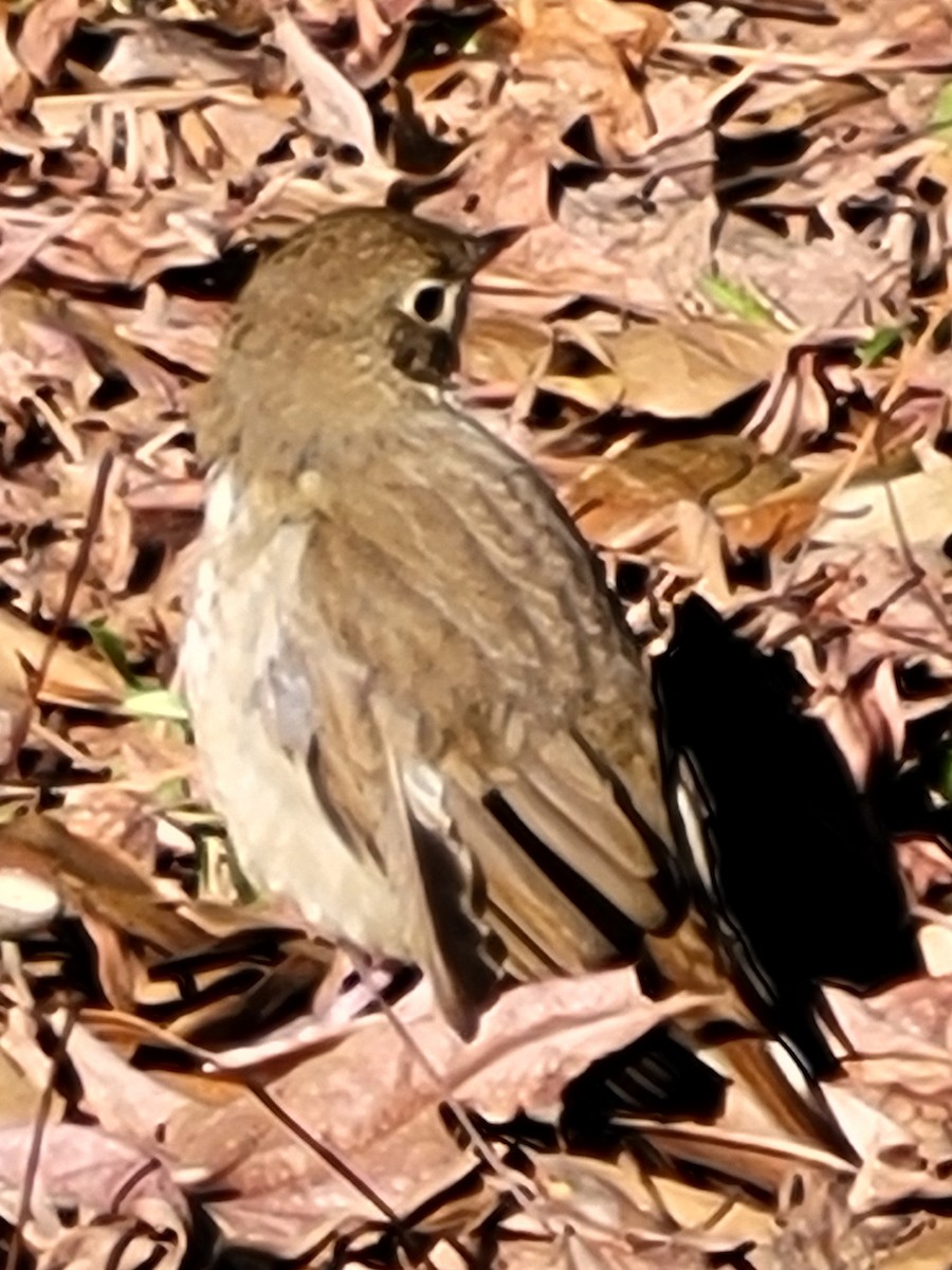 Hermit Thrush - ML646704974